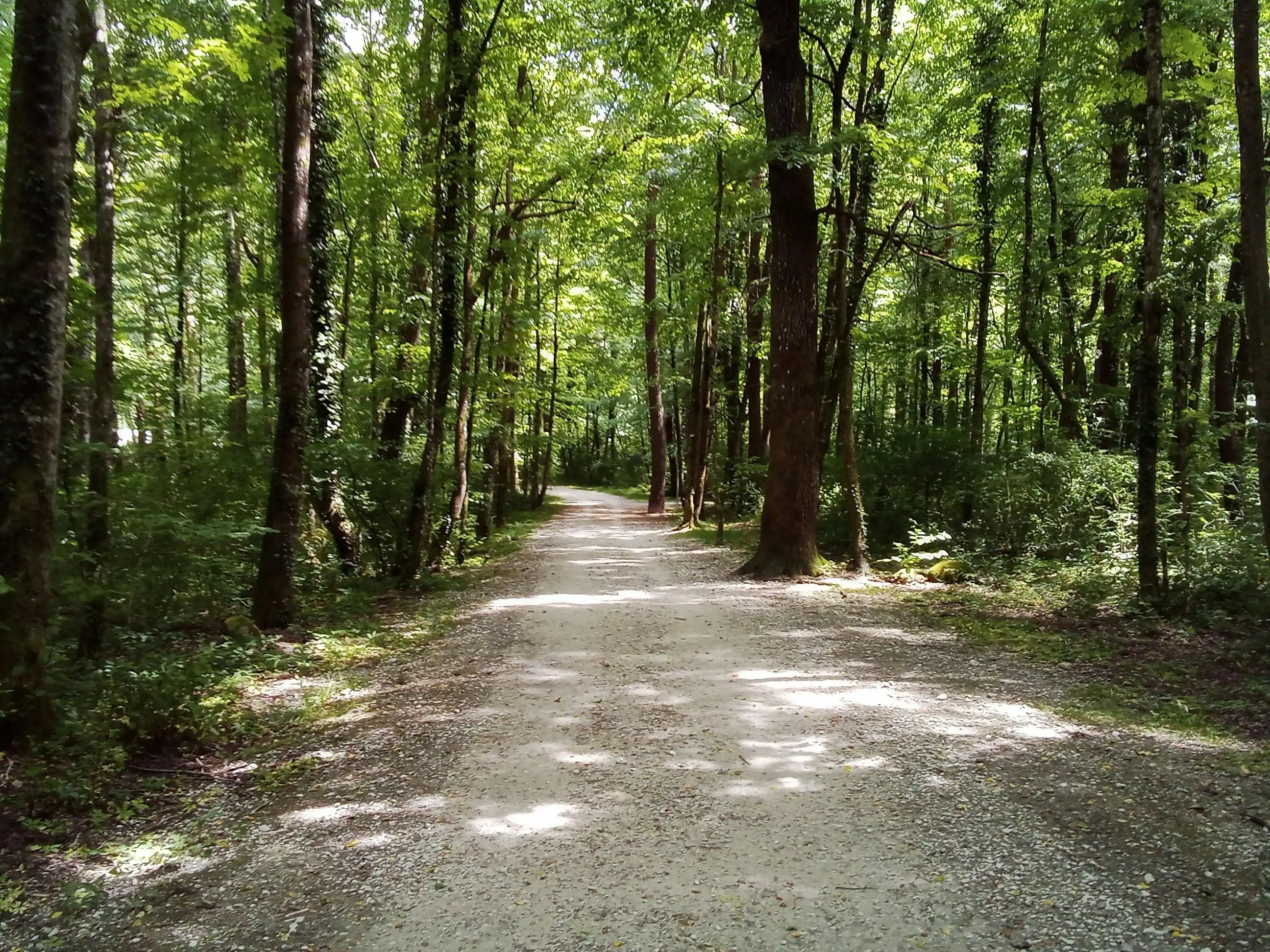 Sentiero nel bosco, Maggia, Ticino